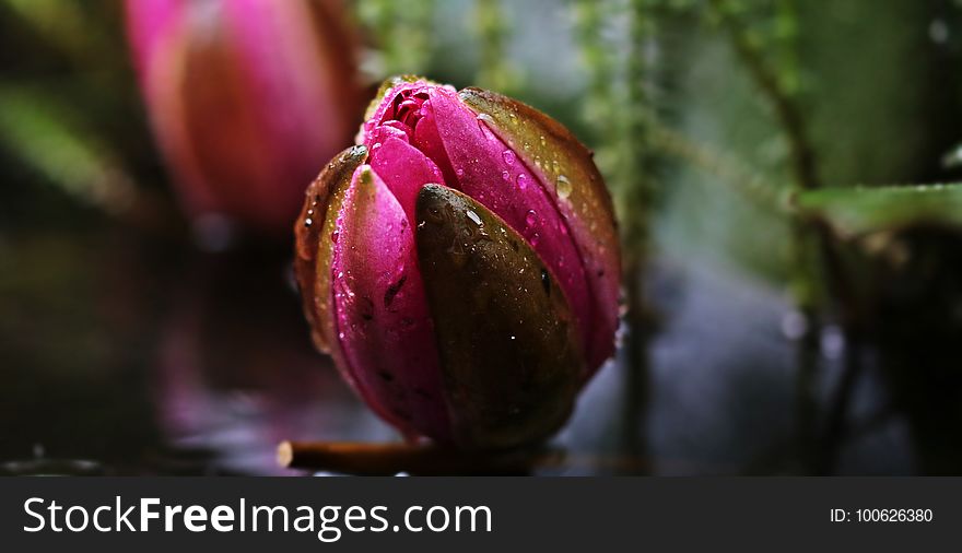 Plant, Bud, Close Up, Flowering Plant