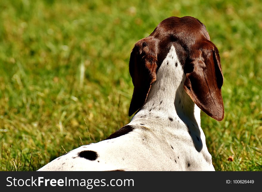 Dog Breed, Old Danish Pointer, Grass, Snout