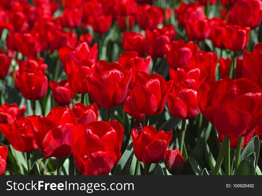 Flower, Plant, Flowering Plant, Red