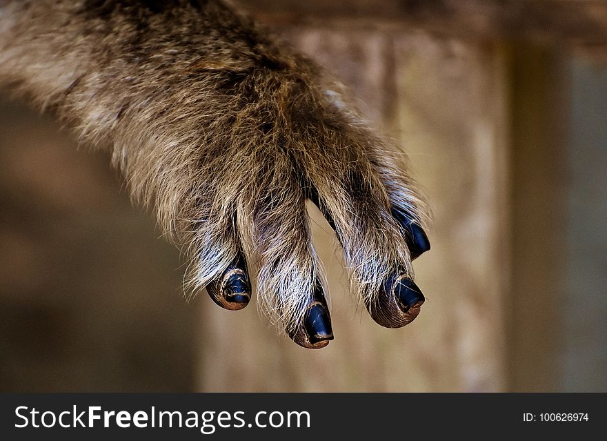 Fauna, Wildlife, Claw, Snout