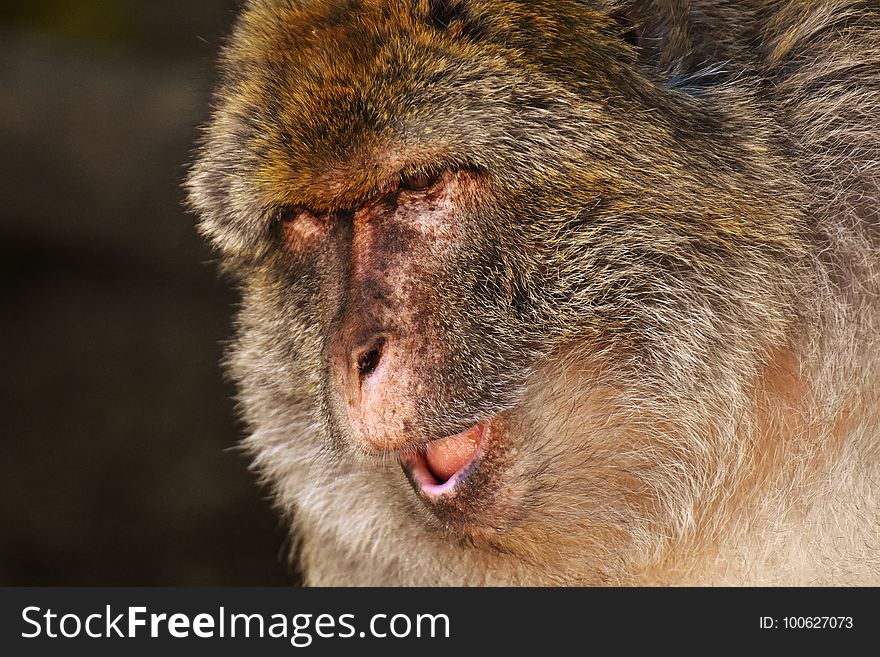 Macaque, Mammal, Fauna, Wildlife