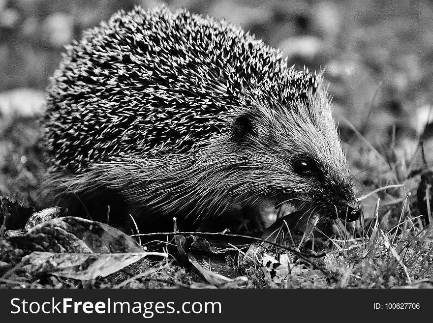 Hedgehog, Erinaceidae, Black And White, Domesticated Hedgehog