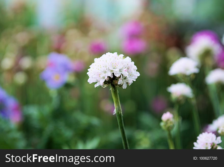 Flower, Pink, Plant, Purple