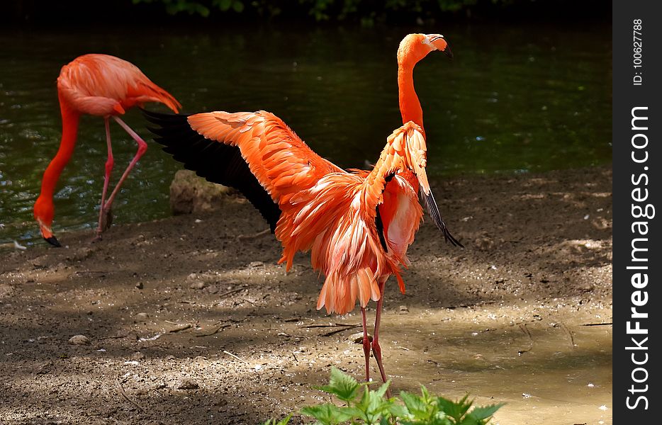 Flamingo, Bird, Water Bird, Fauna