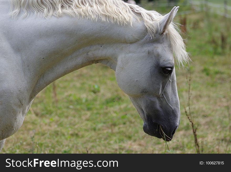 Horse, Mane, Fauna, Horse Like Mammal