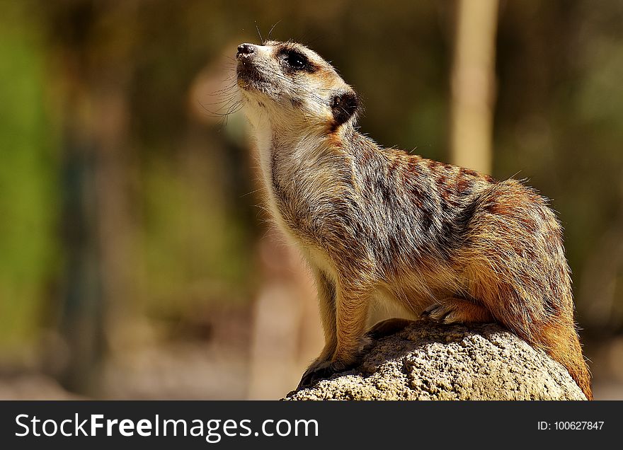 Meerkat, Mammal, Fauna, Wildlife