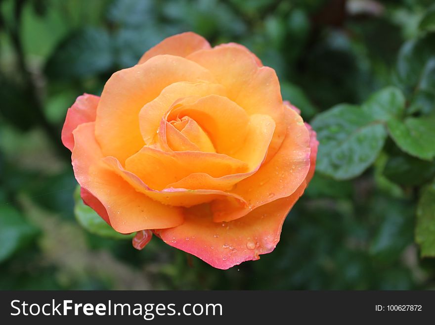 Rose, Flower, Rose Family, Floribunda