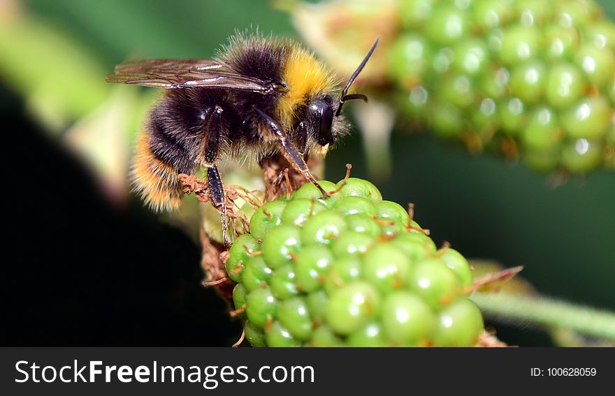 Insect, Bee, Membrane Winged Insect, Honey Bee