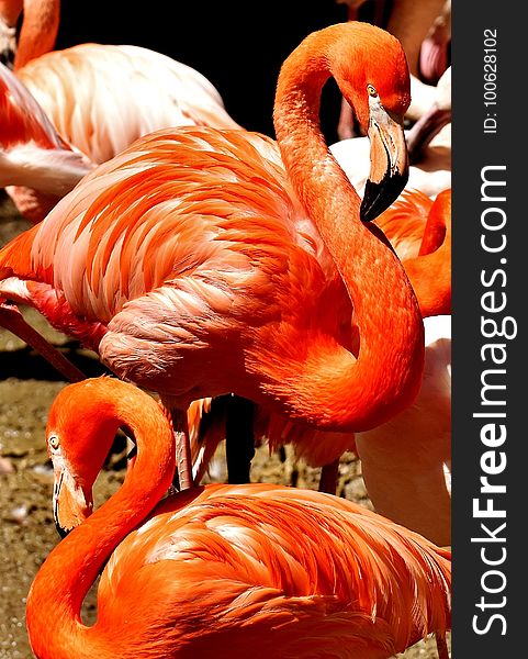 Flamingo, Vertebrate, Orange, Water Bird