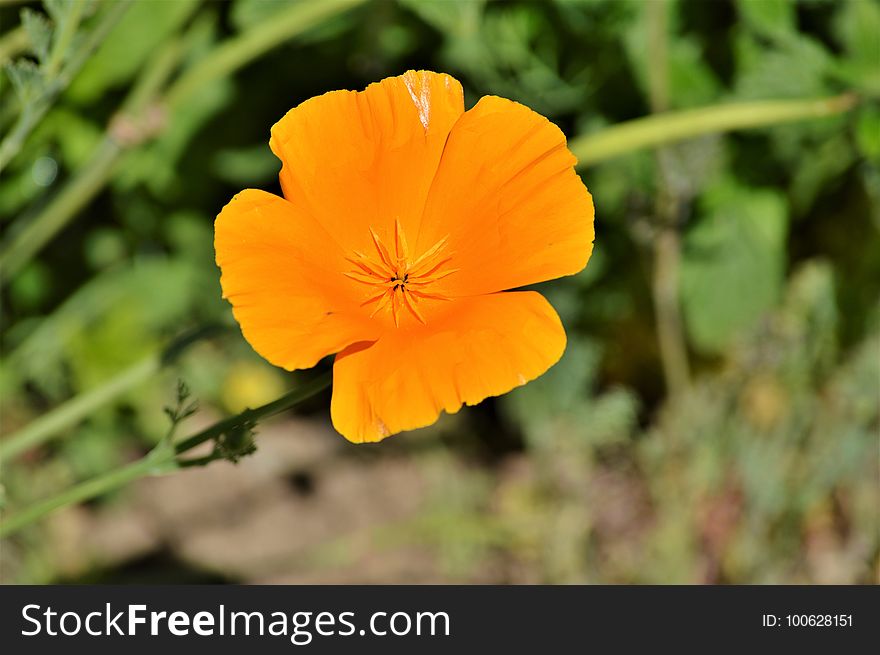 Flower, Eschscholzia Californica, Wildflower, Flora