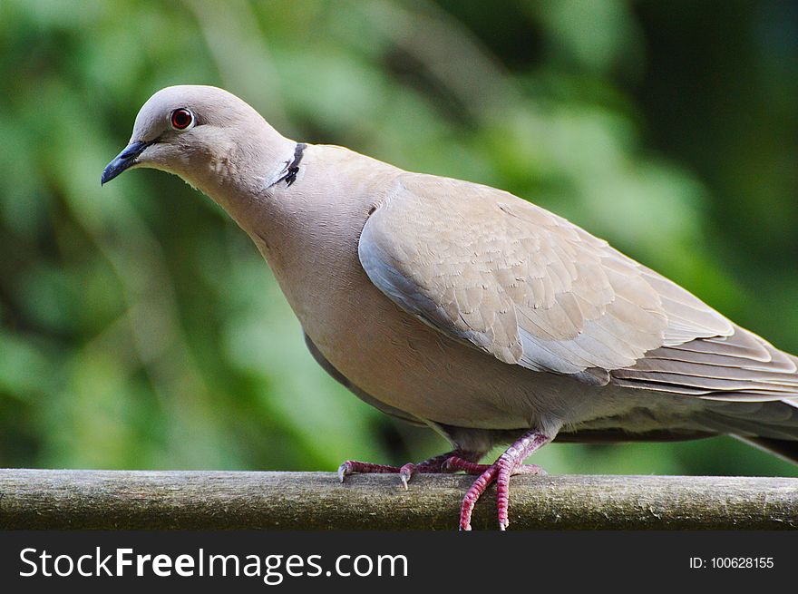 Bird, Fauna, Beak, Pigeons And Doves