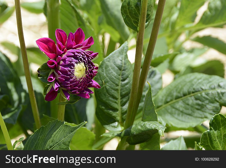 Flower, Plant, Flora, Annual Plant