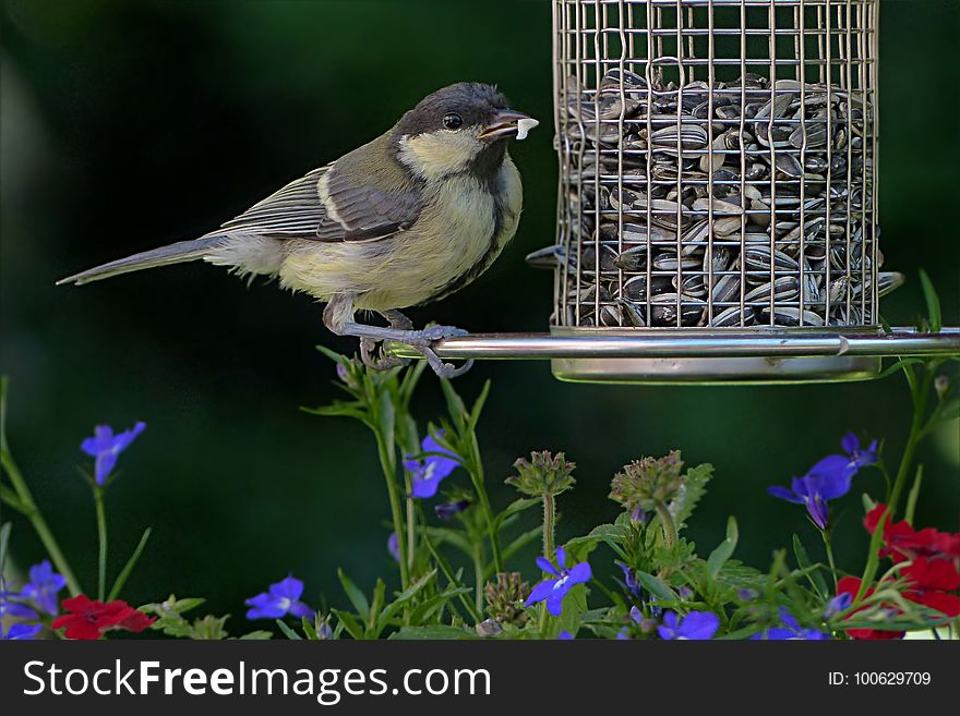 Bird, Fauna, Beak, Finch