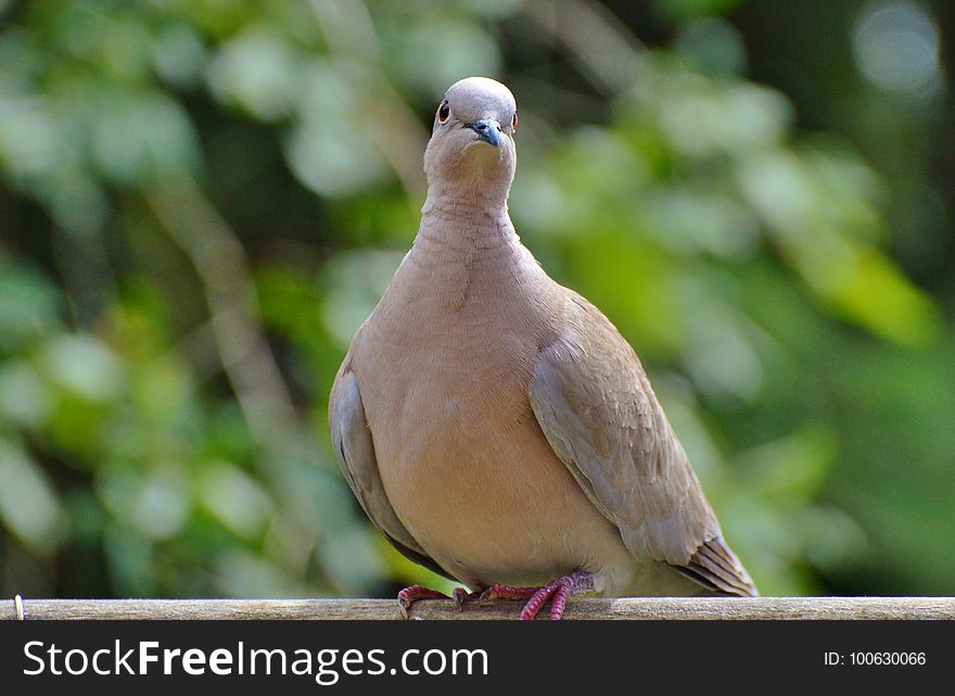 Bird, Fauna, Beak, Pigeons And Doves