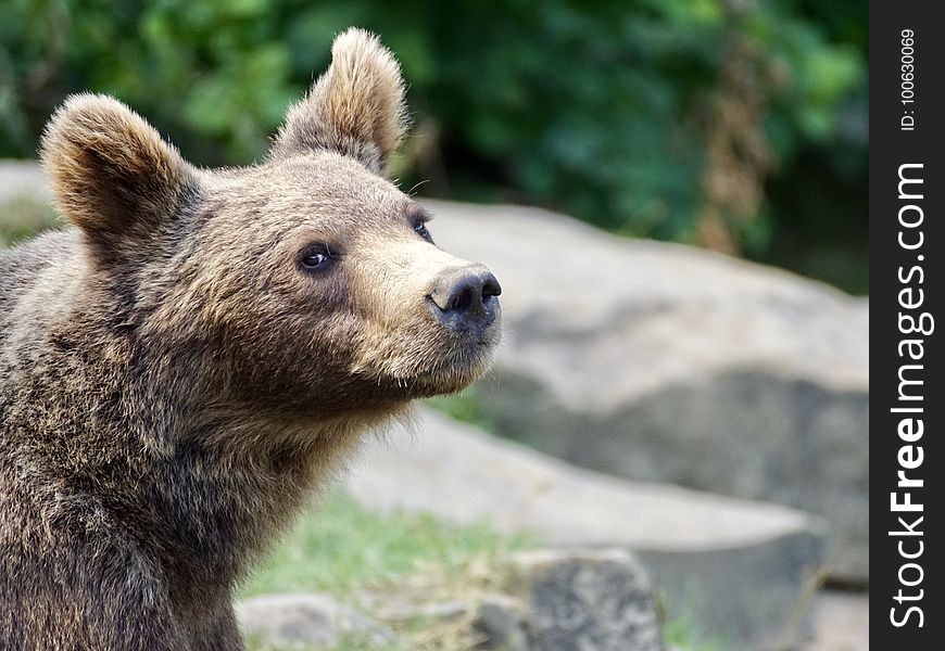 Brown Bear, Mammal, Bear, Terrestrial Animal
