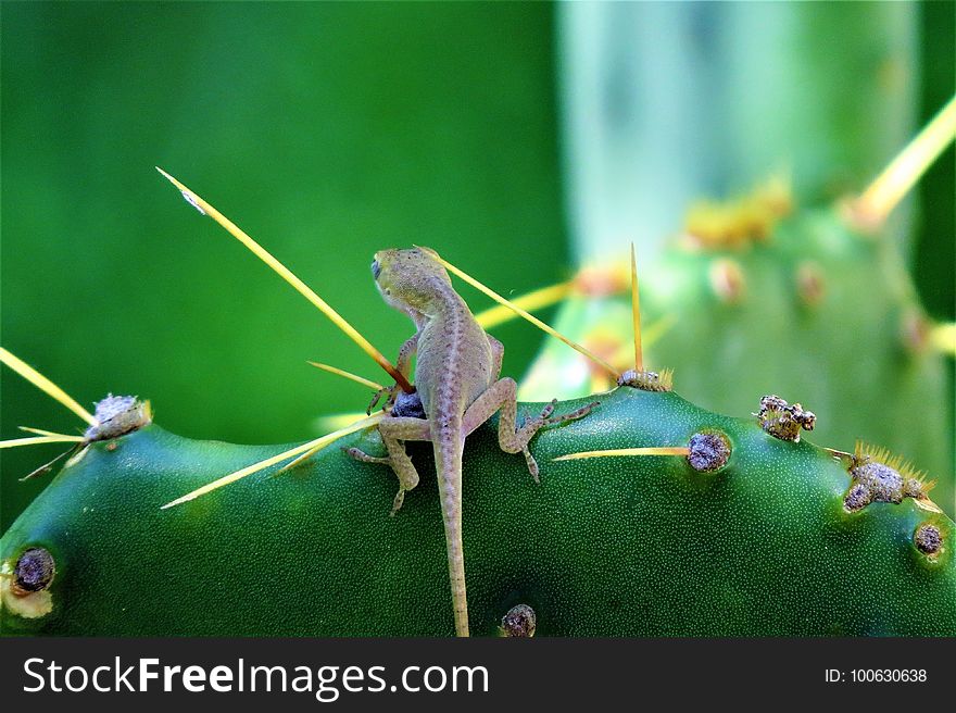 Insect, Macro Photography, Organism, Chameleon