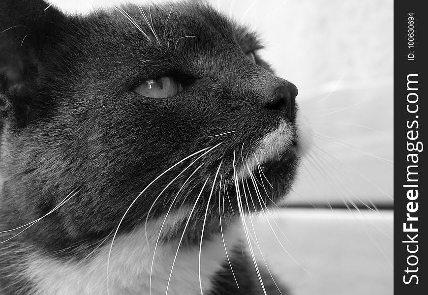 Cat, Whiskers, Black, White