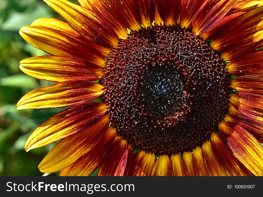 Flower, Sunflower, Close Up, Flora