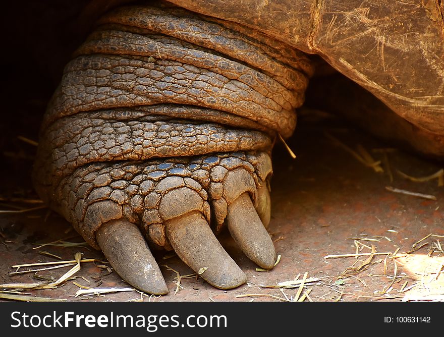 Terrestrial Animal, Mammal, Fauna, Close Up