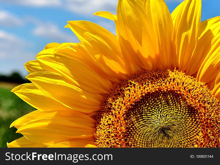 Flower, Sunflower, Yellow, Sunflower Seed