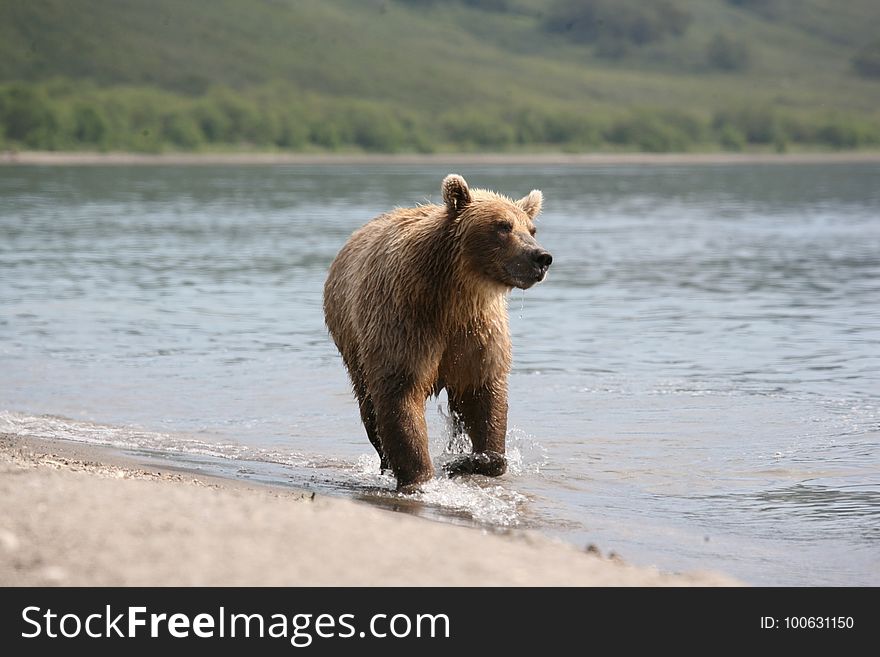 Brown Bear, Mammal, Grizzly Bear, Bear