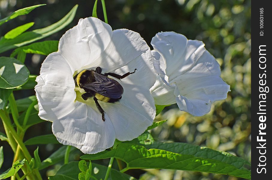 Flower, Flora, Insect, Pollinator