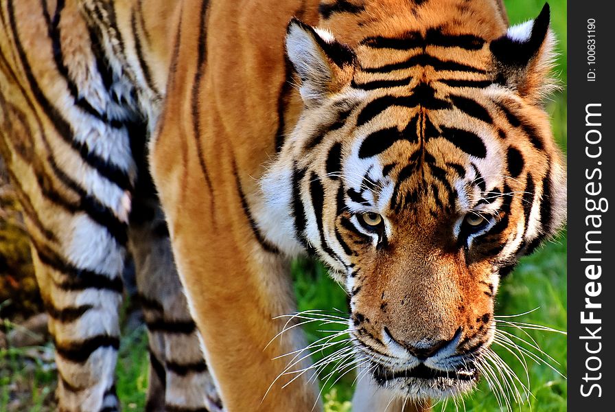 Tiger, Wildlife, Mammal, Terrestrial Animal