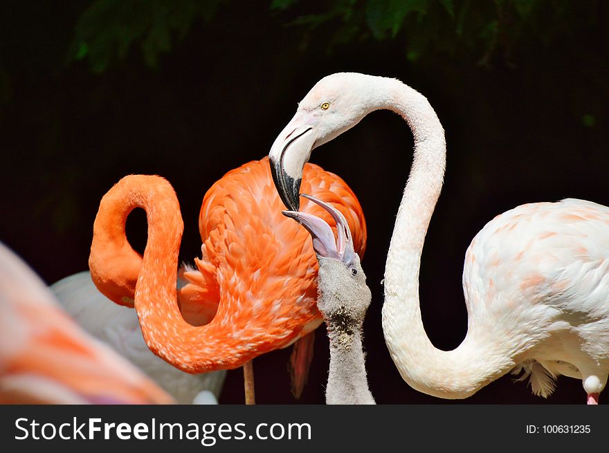 Flamingo, Beak, Water Bird, Bird