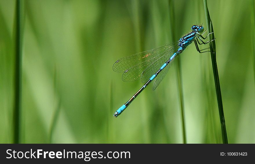 Damselfly, Dragonfly, Dragonflies And Damseflies, Insect