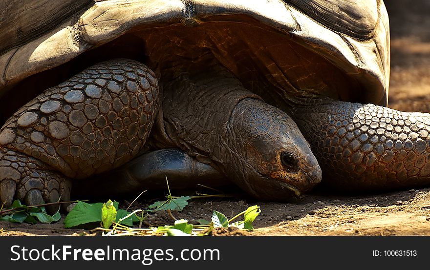 Tortoise, Turtle, Terrestrial Animal, Reptile