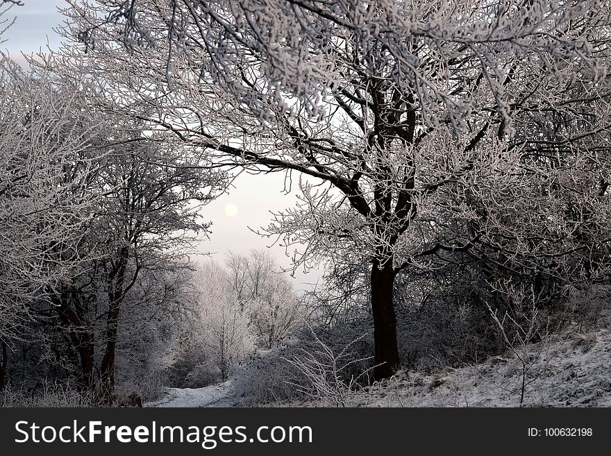 Winter, Tree, Frost, Snow