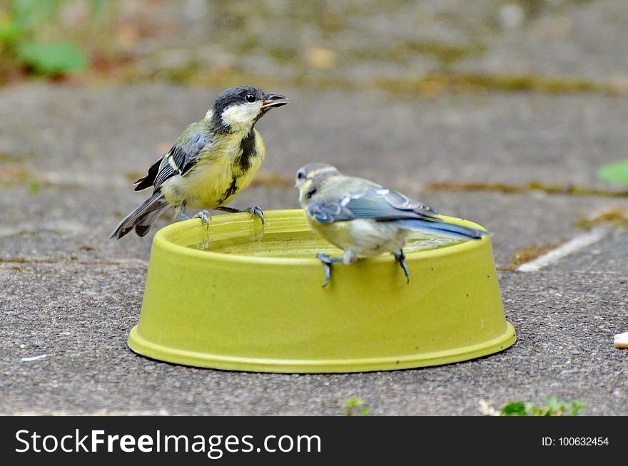 Bird, Fauna, Beak, Finch