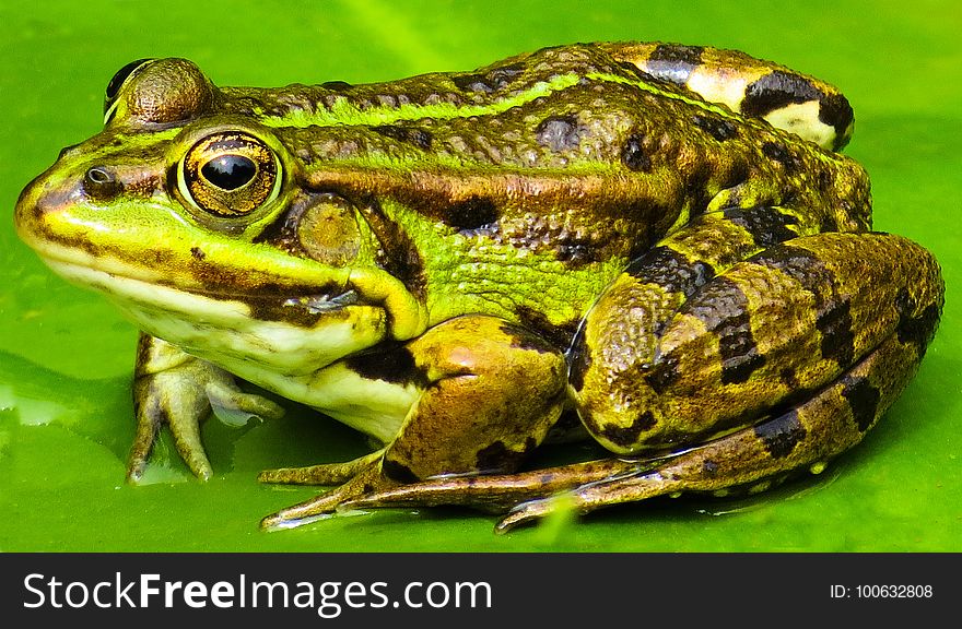 Ranidae, Amphibian, Toad, Frog