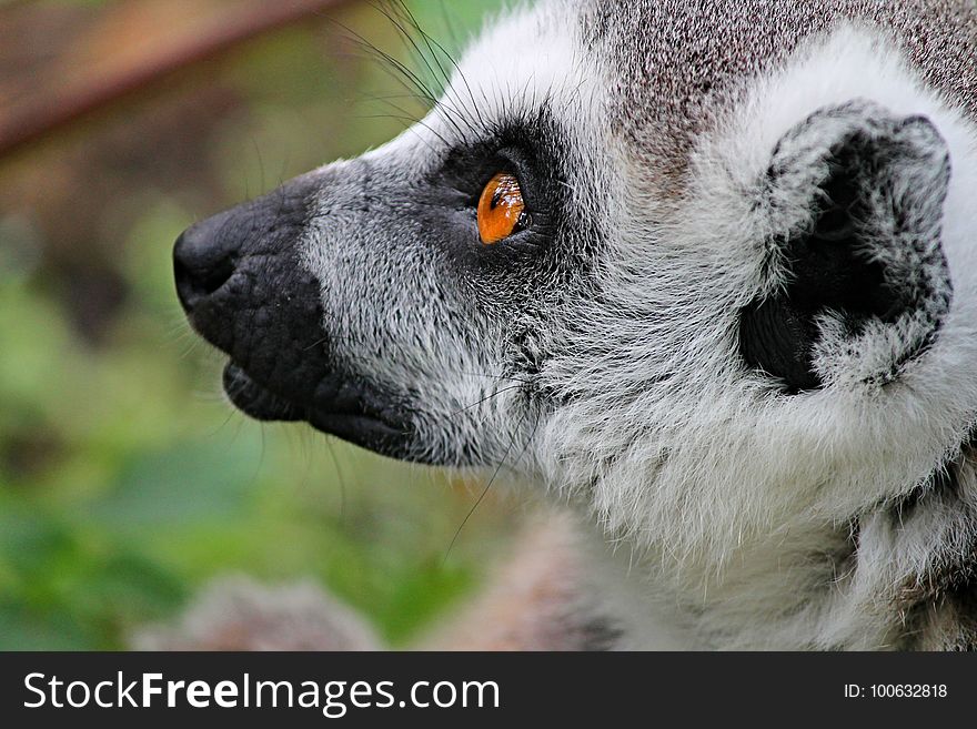 Fauna, Lemur, Snout, Close Up