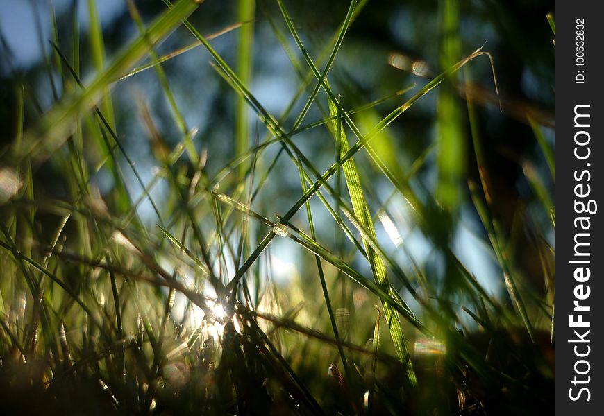 Grass, Vegetation, Water, Close Up