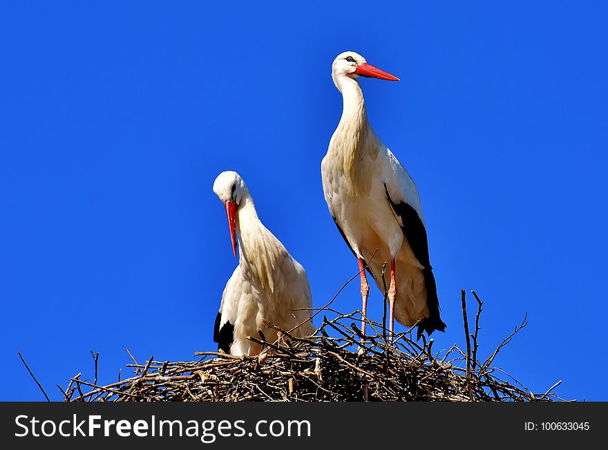 Bird, White Stork, Stork, Beak