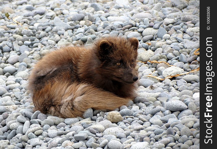 Dog Breed Group, Dog Like Mammal, Fauna, Pomeranian