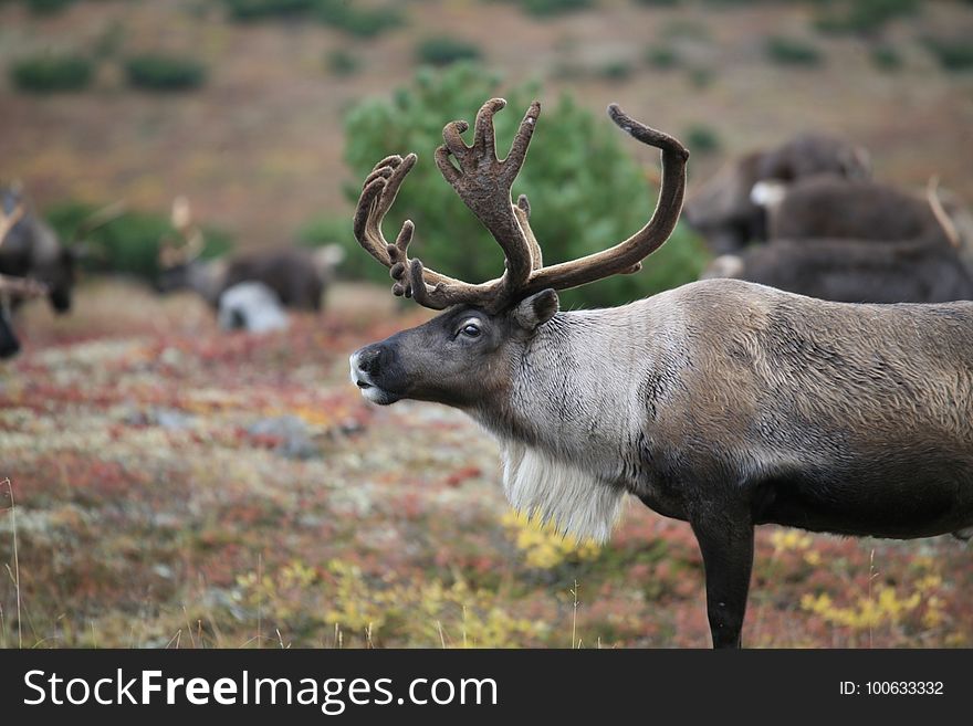 Wildlife, Deer, Reindeer, Fauna