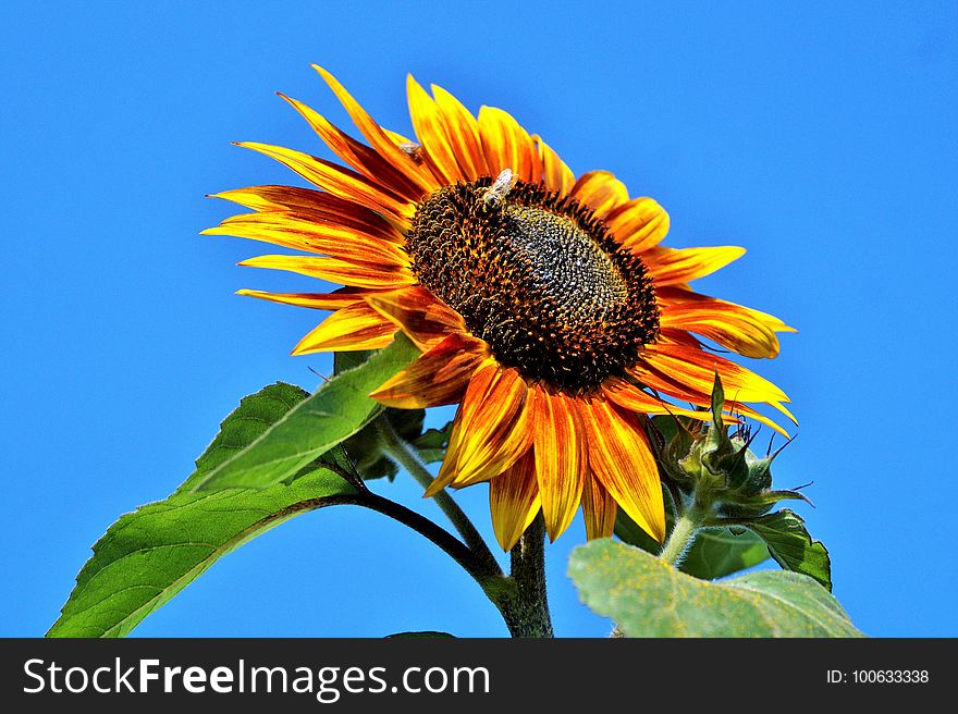 Flower, Sunflower, Sunflower Seed, Sky