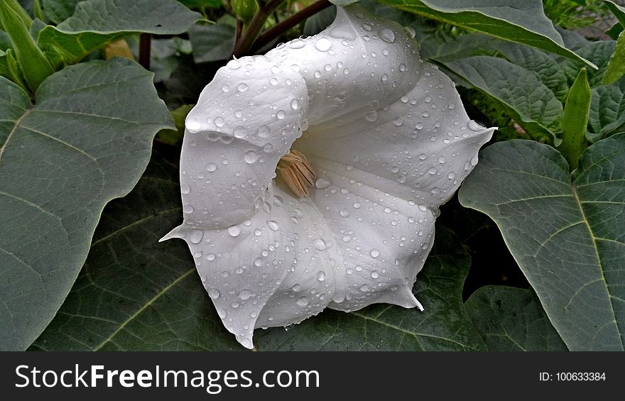 White, Flower, Plant, Datura Inoxia