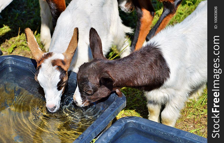 Goats, Goat, Cow Goat Family, Fauna