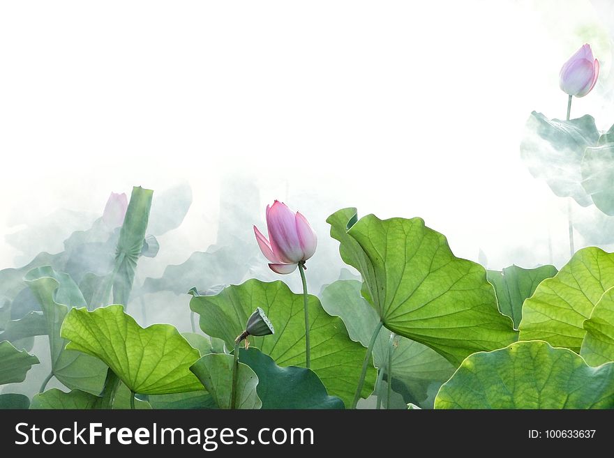 Flower, Lotus, Plant, Green