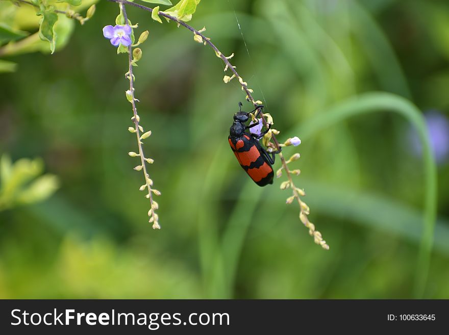 Insect, Macro Photography, Invertebrate, Beetle