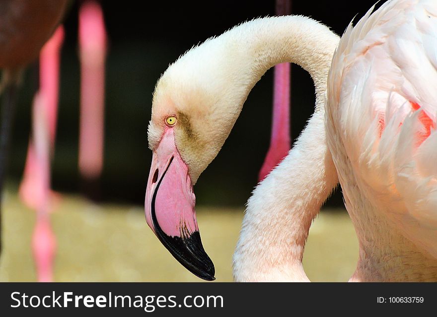 Flamingo, Water Bird, Bird, Beak