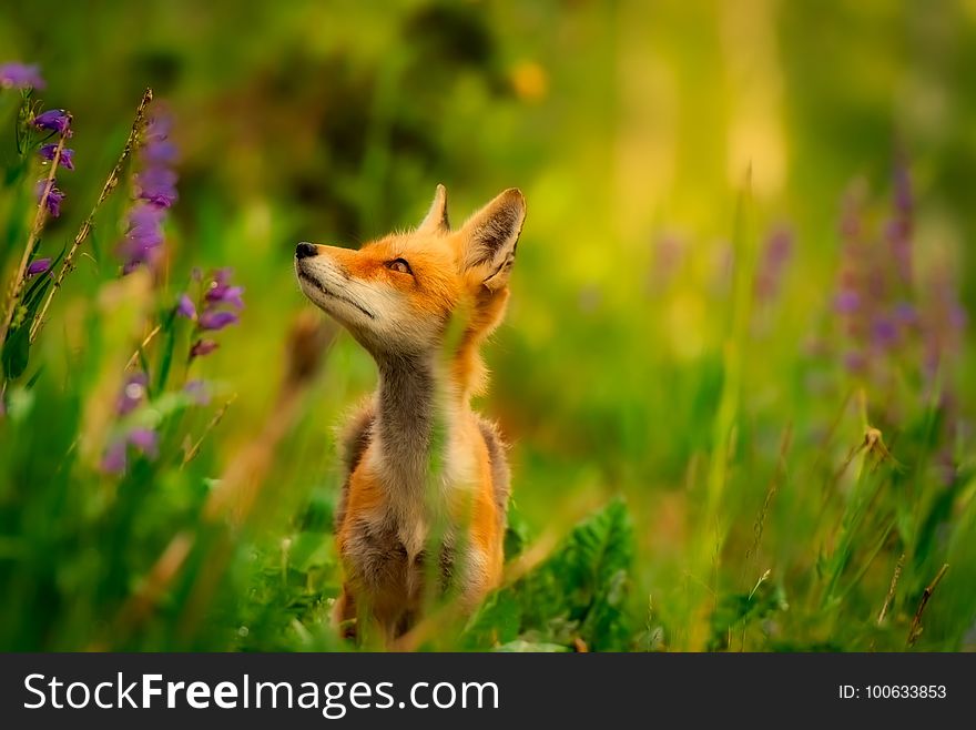 Fox, Wildlife, Red Fox, Mammal