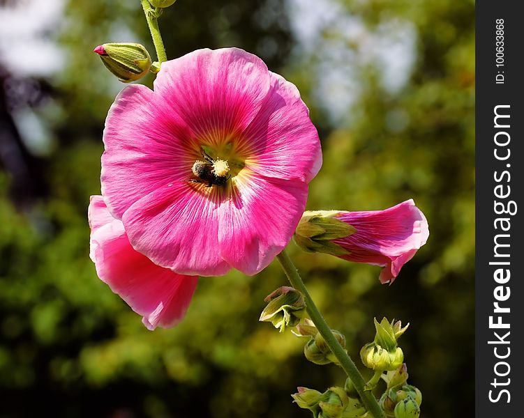 Flower, Plant, Flowering Plant, Flora