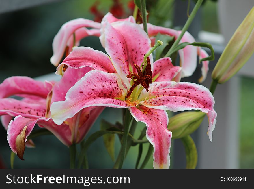 Flower, Lily, Plant, Pink