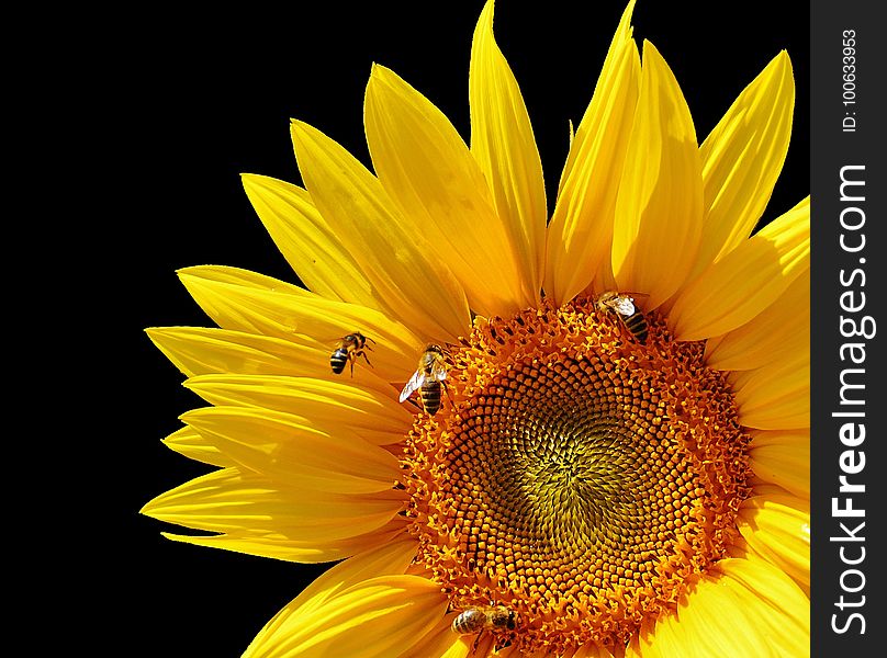 Flower, Sunflower, Yellow, Sunflower Seed