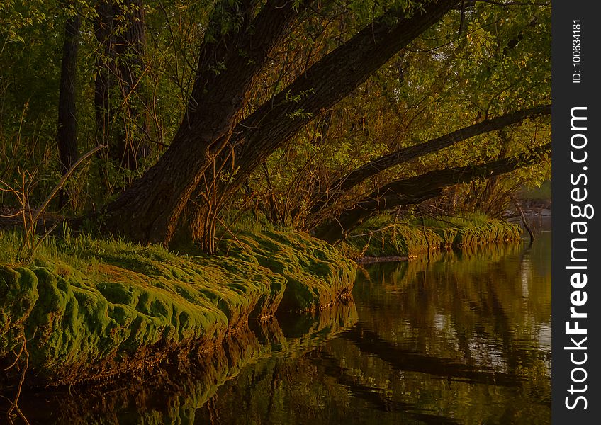 Reflection, Water, Nature, Vegetation