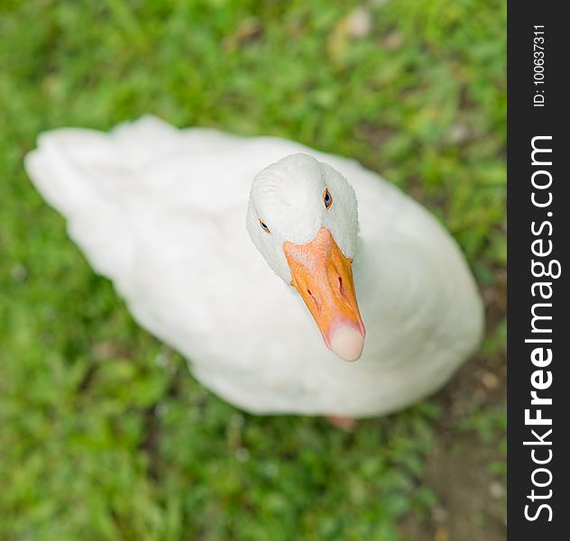 Beak, Bird, Water Bird, Ducks Geese And Swans